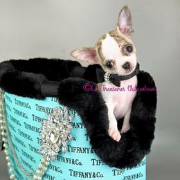 Jeremiah - Chocolate brindled fawn male Chihuahua puppy in Anderson, South Carolina from Lil Treasures Chihuahuas