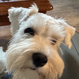 Miniature Schnauzers from Miniature Schnauzer Lovers