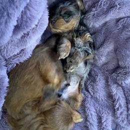 Cavapoo and Maltipoo Puppies from Julie Chandler