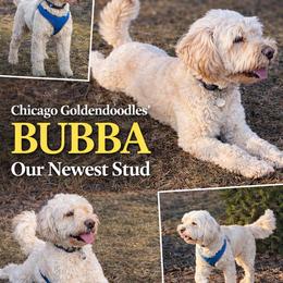 Bubba - Goldendoodle