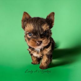Yorkshire Terrier Puppies from Lady A's Yorkies