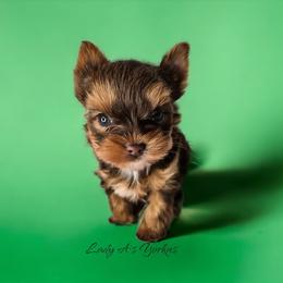 Yorkshire Terrier Puppies from Lady A's Yorkies