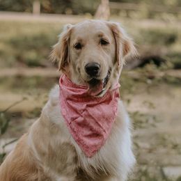 JEWEL - Golden Retriever