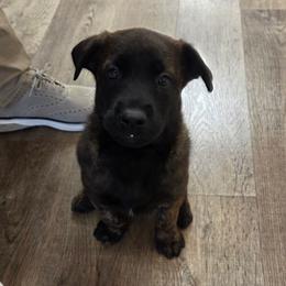 Beast (Dutch brindle male) - male Belgian Malinois puppy in Signal Mountain, Tennessee from Torgun Police Dogs