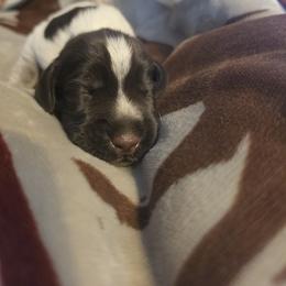 German Wirehaired Pointer Puppies from Vom Fleetwood