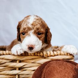Bo Peep - Apricot female Goldendoodle puppy in Lakeland, Florida from Rolling Oak Doodles