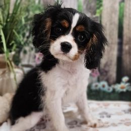 Aussiedoodles, Cavalier King Charles Spaniels, Cavapoos, and Poodles from Leerose Puppies