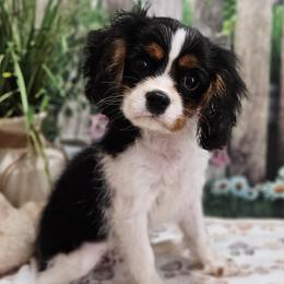 Aussiedoodles, Cavalier King Charles Spaniels, Cavapoos, and Poodles from Leerose Puppies