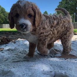 Goldendoodle Puppies from Gardenia Goldens and Goldendoodles