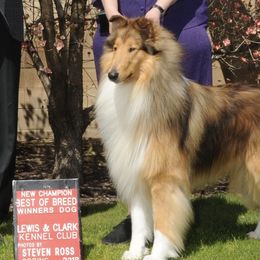 Collies and Shetland Sheepdogs from Sirrics Shetland Sheepdos & Collies