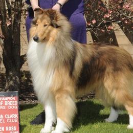 Collies and Shetland Sheepdogs from Sirrics Shetland Sheepdos & Collies