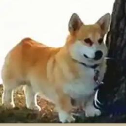 Gunner - Pembroke Welsh Corgi