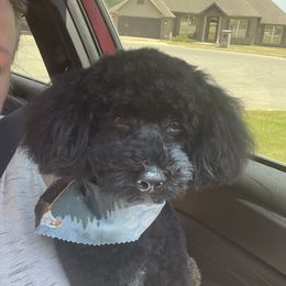 Jack Jack - Cockapoo