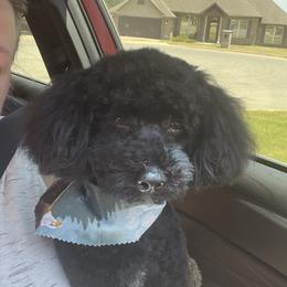 Jack Jack - Cockapoo