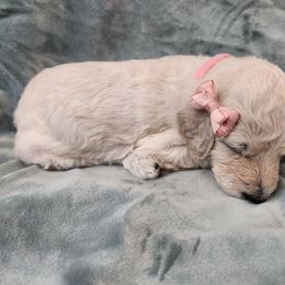 Poodle Puppies from Karla Skow
