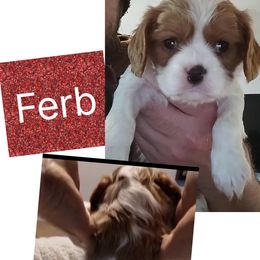 Ferb - Blenheim male Cavalier King Charles Spaniel puppy in Spring Hill, Florida from Wonderland Cavaliers