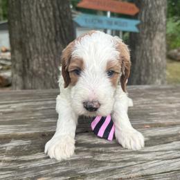 Neptune - Parti male Goldendoodle puppy in Camden, North Carolina from Oopsie Doodles of NC