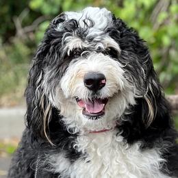 Ember - Bernedoodle