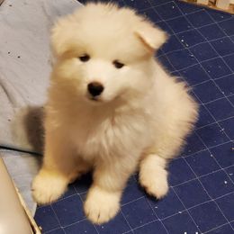 Samoyed Puppies from DreamQuest Samoyeds