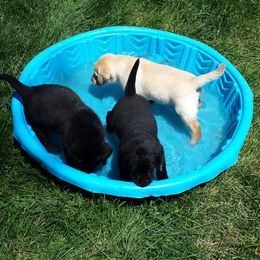Labrador Retrievers from Evermor Labradors