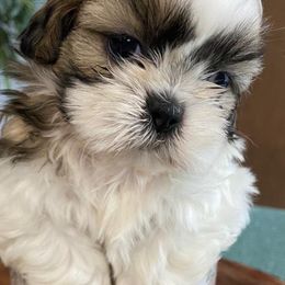 Shih Tzus from Shihtzuadorable