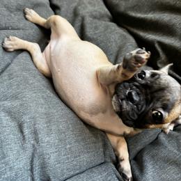 Miss Orange - Brindle and white female French Bulldog puppy in Anaheim, California from Brightest Days Ahead