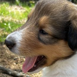 Collies from Kimberly Robillard