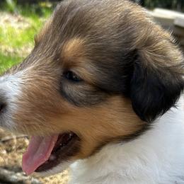 Collies from Kimberly Robillard