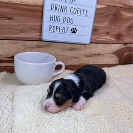 Ivan-fluffy - Black and tan male Pembroke Welsh Corgi puppy in Stillwater, Oklahoma from Steele Family Farms