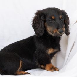 Echo 3000 dollars - Black and tan male Dachshund puppy in Crystal, Michigan from Mare-bella Dachshunds
