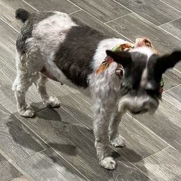 Lucy - Miniature Schnauzer