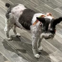 Lucy - Miniature Schnauzer