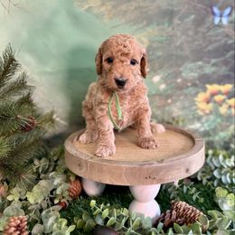 Scout - Red  male Goldendoodle puppy in Haltom City, Texas from Ohana Doodles