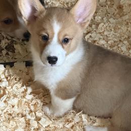 Girl 2 - Red female Pembroke Welsh Corgi puppy in Sterling, Connecticut from Corgi Cottage