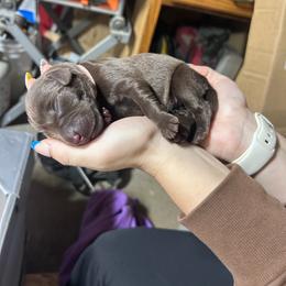 Girl 4 - Chocolate female Labrador Retriever puppy in Coldwater, Ohio from Midwest Labrador’s