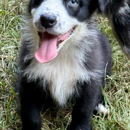 Boone - Black & white male Miniature Australian Shepherd puppy in Patterson, North Carolina from DreamLine Aussies
