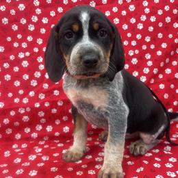 Macy - Blue ticked and tan female Bluetick Coonhound puppy in Mount Pleasant, Texas from Harmons Hounds