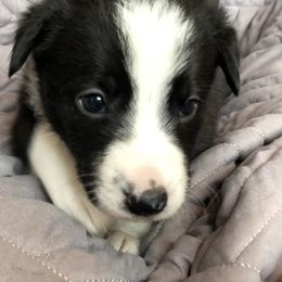 Border Collie Puppies from Poteet Pups
