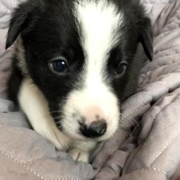 Border Collie Puppies from Poteet Pups