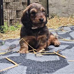 Girl 2 - female Dachshund puppy in Foresthill, Virginia from LaBrosa Kennels