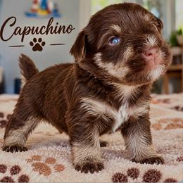 Capuchino - Liver male Miniature Schnauzer puppy in Deltona, Florida from LIZ FANCY SCHNAUZERS