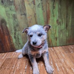 Pink Collar Blue Female - Blue female Australian Cattle Dog puppy in Riverton, Utah from Rundown Ranch Cattle Dogs
