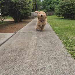 River - Cream male Goldendoodle puppy in Knoxville, Tennessee from Kokoh Doodles