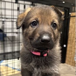 Lotus - Sable female German Shepherd puppy in Sonora, California from Elite Haus K9