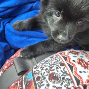 Grimm - Black male Schipperke puppy in Alcester, South Dakota from Fischer Kennels