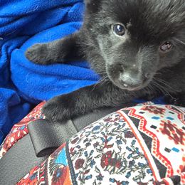 Grimm - Black male Schipperke puppy in Alcester, South Dakota from Fischer Kennels