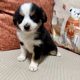 Buffy - Black tri-color female Australian Shepherd puppy in Hogansville, Georgia from Blue Creek Farm