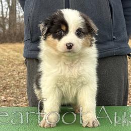 Boy 3 - Blue merle male Australian Shepherd puppy in Lowell, Indiana from Bearfoot Aussies and Tollers