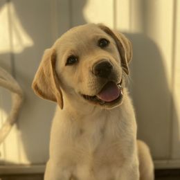 Labrador Retrievers from 3H Livestock & Labradors