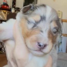 Artemis - Blue merle male Collie puppy in Malvern, Arkansas from Lost Acres Collies